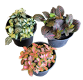 Fittonia Assortment
